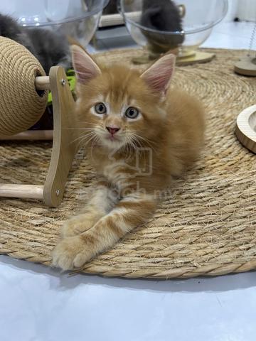 Mainecoon Kitten - photo 2 of 3