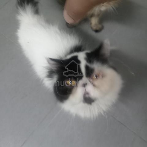 pure persian - photo 4 of 5
