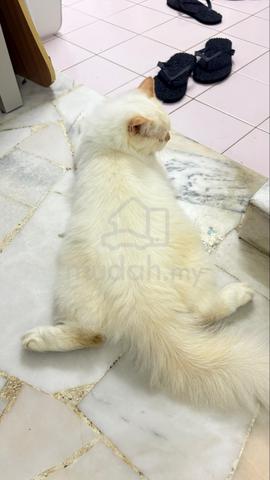 Kucing Persian Mix Manja & Comel - photo 6 of 6