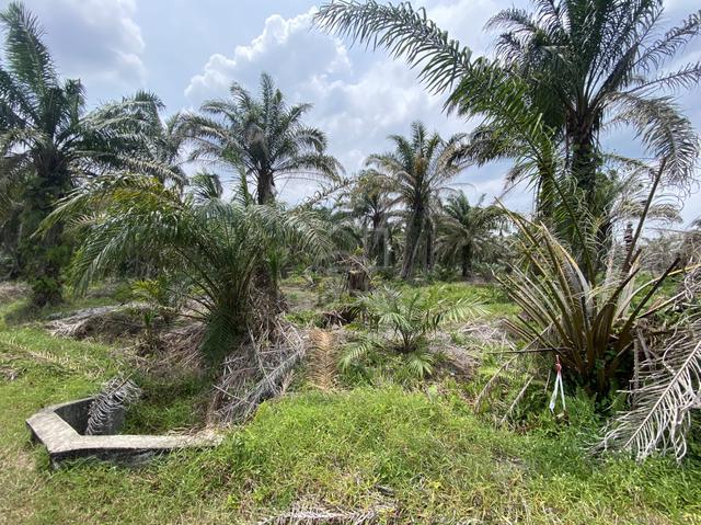 Tanah Untuk Dijual 1