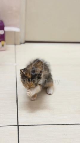 cat for free - photo 3 of 5