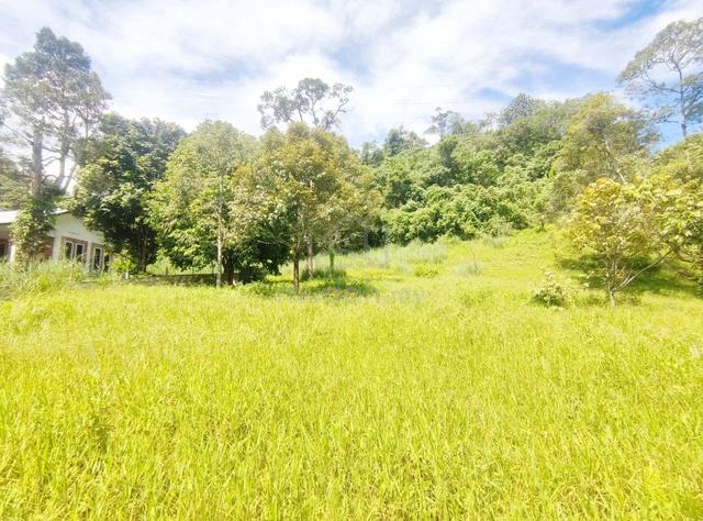 KEBUN DURIAN & TERMURAH | Tanah Pertanian 2.28 EKAR Janda Baik Bentong 1