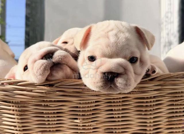FRENCH BULLDOG PUPPIES VIP839🌻 Boy-Girl Cream - photo 3 of 4