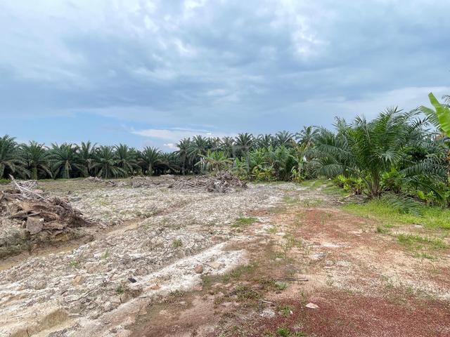 116 Ekar Non Bumi Agricultural Land @ Paloh Kluang 1