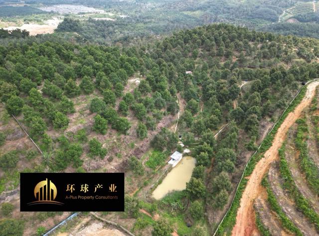 Kulim Durian Farm For Sale | 35.5 Acres 1