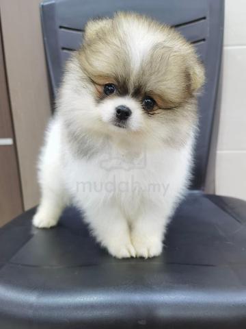 Pomeranian Female puppy - Pets for sale in Wangsa Maju, Kuala Lumpur