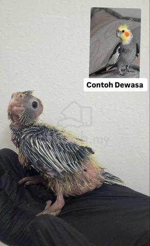 Anak Suap cockatiel - photo 5 of 6