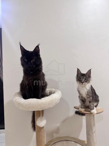 2x Mainecoon pure breed non cert - photo 2 of 4