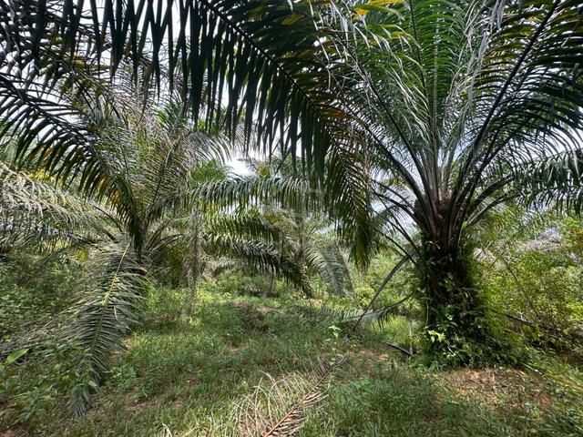 LARGE FREEHOLD Mature Palm Oil Land @ Alor Gajah Melaka 1
