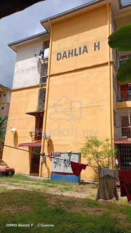 Dahlia (Seremban) 1