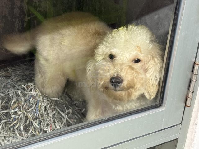 Toy poodle - photo 3 of 6