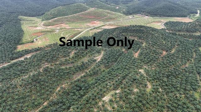 Near 1000 Acres Oil Palm Land For sales Lekir Perak Agriculture land 1