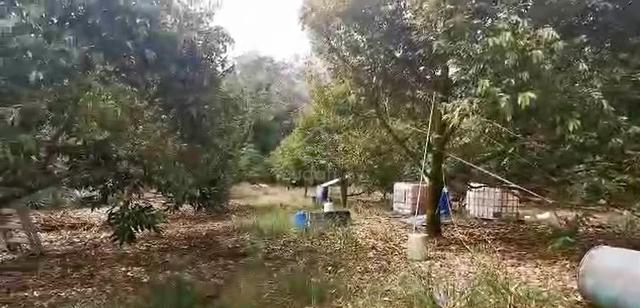 Freehold Agritulcural land in Raub, Pahang for sale 1