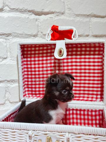 Carousel Image