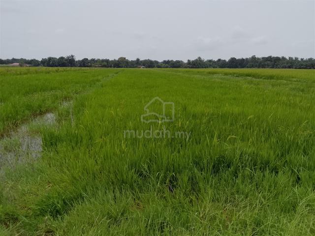Tanah Untuk Di Jual 1.7 ekar semanggol 1