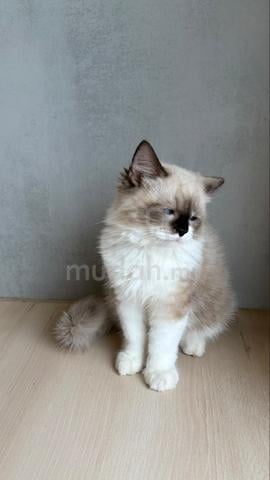 cat for sale ragdoll - photo 2 of 3