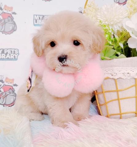 Maltipoo Maltese Poodle Dog Puppy B436 - Pets For Sale In Puchong, Selangor