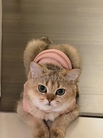 British shorthair - photo 5 of 6