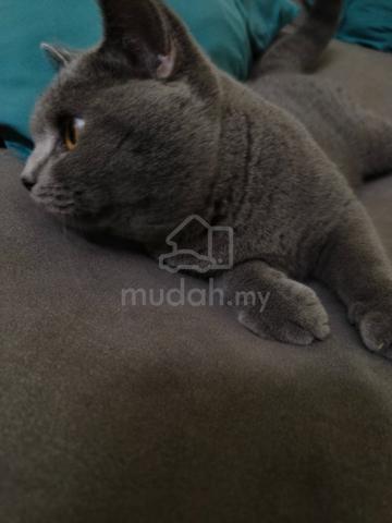 BSH Male - photo 4 of 6