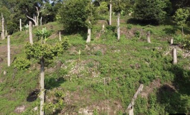 Selangor Hulu Selangor Agricultural Freehold Land For Sale 1