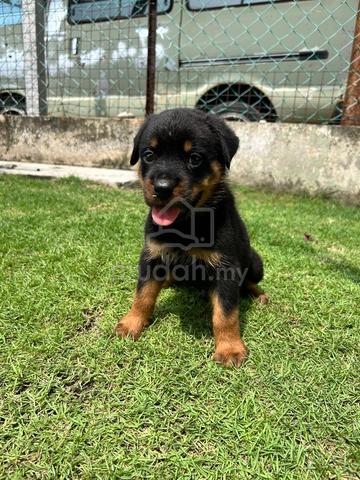 Rottweiler puppies 🐶🐾 - photo 2 of 4