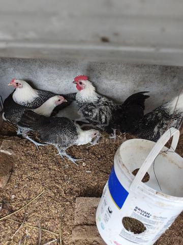 Ayam Arab - photo 4 of 5