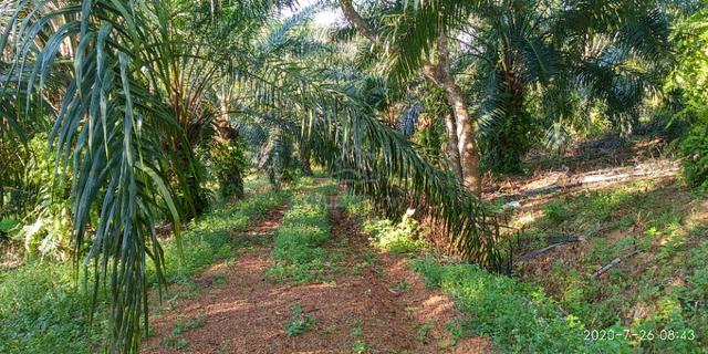 1.6 acres Agri Land, Linggi, Port Dickson N. Sembilan 1