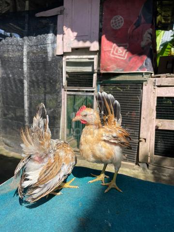 Anak ayam serama - photo 4 of 4