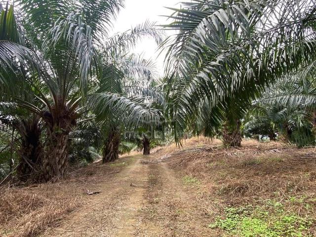Ipoh Palm Oil Land For Sale🌴 1
