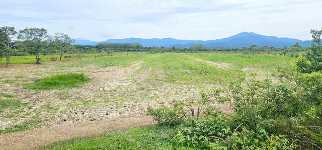 Tanah pertanian 1.4 ekar di Guntong Setiu Terengganu 1