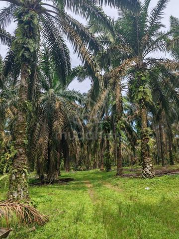 Layang-layang freehold international oilpalm land for sell. 1
