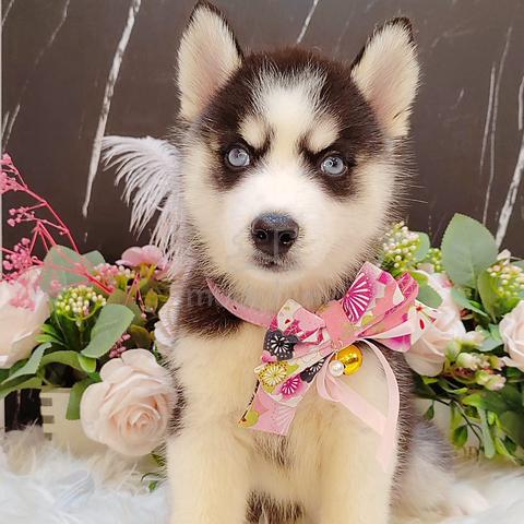 Husky 345 sales