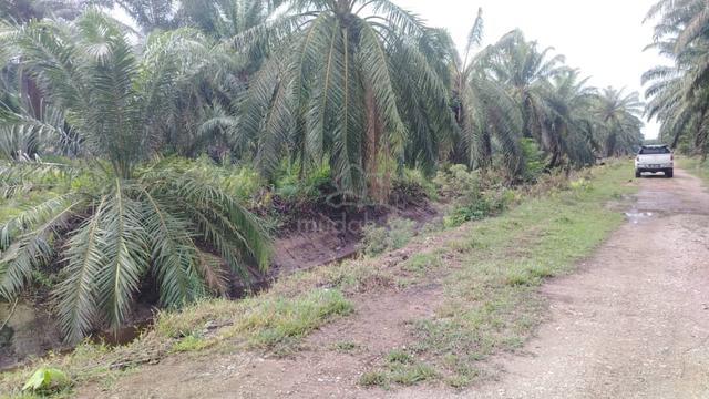 Banting Land for Sale, Sungai Kelambu 2, Felcra, 📌2.07 Acres Land 1