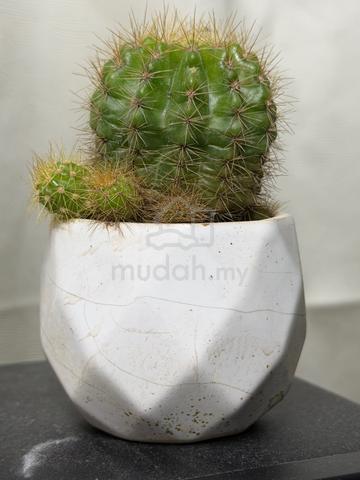 cactus for Computer - photo 5 of 5