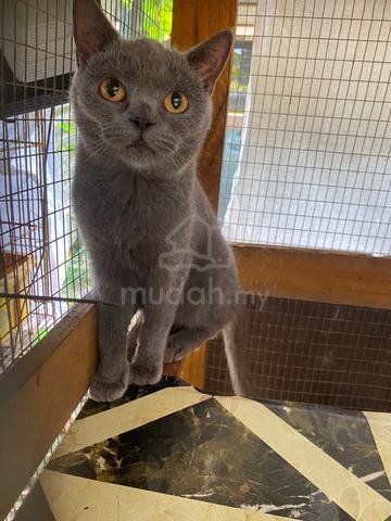 bsh for sale - photo 4 of 4