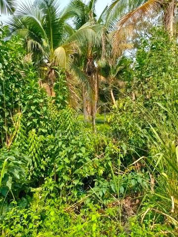 2 acres empty land near resort kota tinggi 1