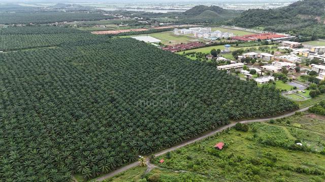 Sebelah Sains Mara Pendang , Tanah Pokok Sawit Free Hold,Untuk Di Jual 3