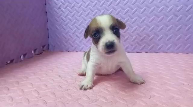 Jack Russell Male puppy - Pets for sale in Wangsa Maju, Kuala Lumpur