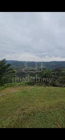 Ladang kelapa sawit good roi 100 tan ++ permonth with bautiful river 1