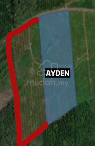 玲珑榴莲 Lenggong Perak Flat Land Durian Orchard 17Ekar Road Side For Sale 1