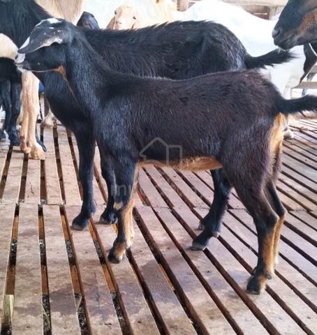 Carousel Image