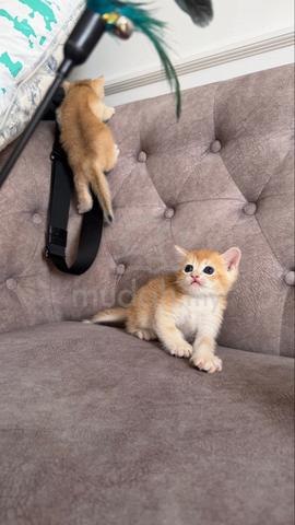 NY12 Female baby bsh Golden - photo 3 of 4
