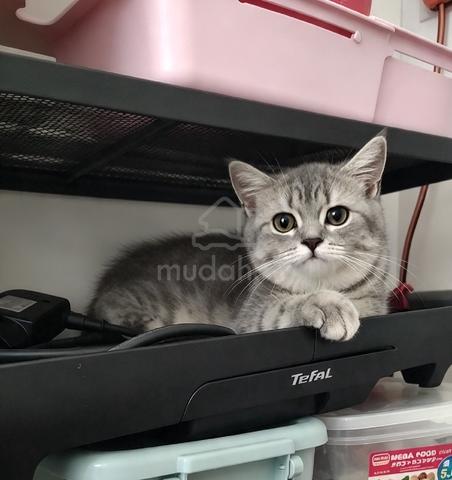 kucing BSH  - photo 2 of 4