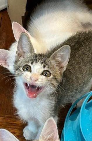 Kucing Baby kucing free- smiling baby kitten- CharmBoy - Pets for sale in Others ...
