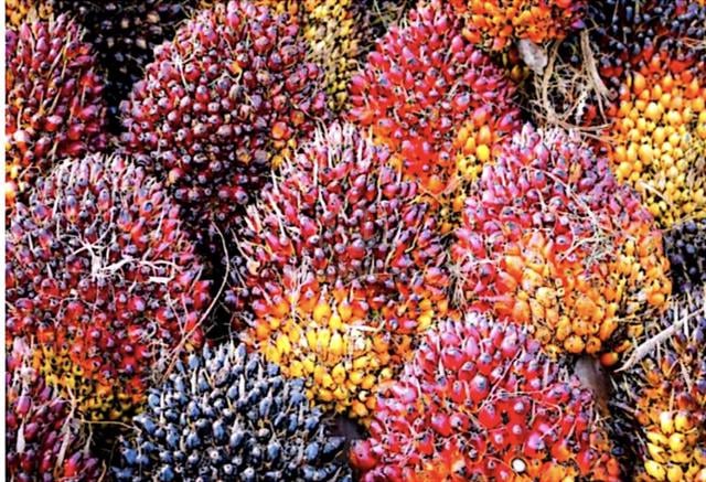 Sabah Beaufort Oil Palm Land 1