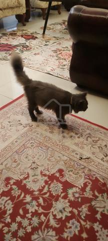 Well Breed BSH Need New Owner - photo 4 of 4