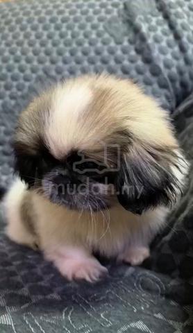Pekingese Puppies male female - photo 5 of 6