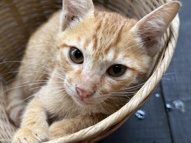yellow cute kitten - photo 3 of 6