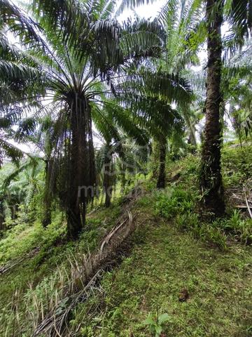 Kluang 4.84acre Land Free Hold  1