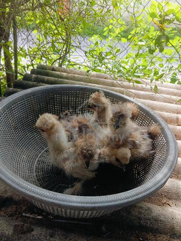 anak ayam silkie gold - photo 2 of 3